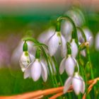 Frühling wird´s im Garten