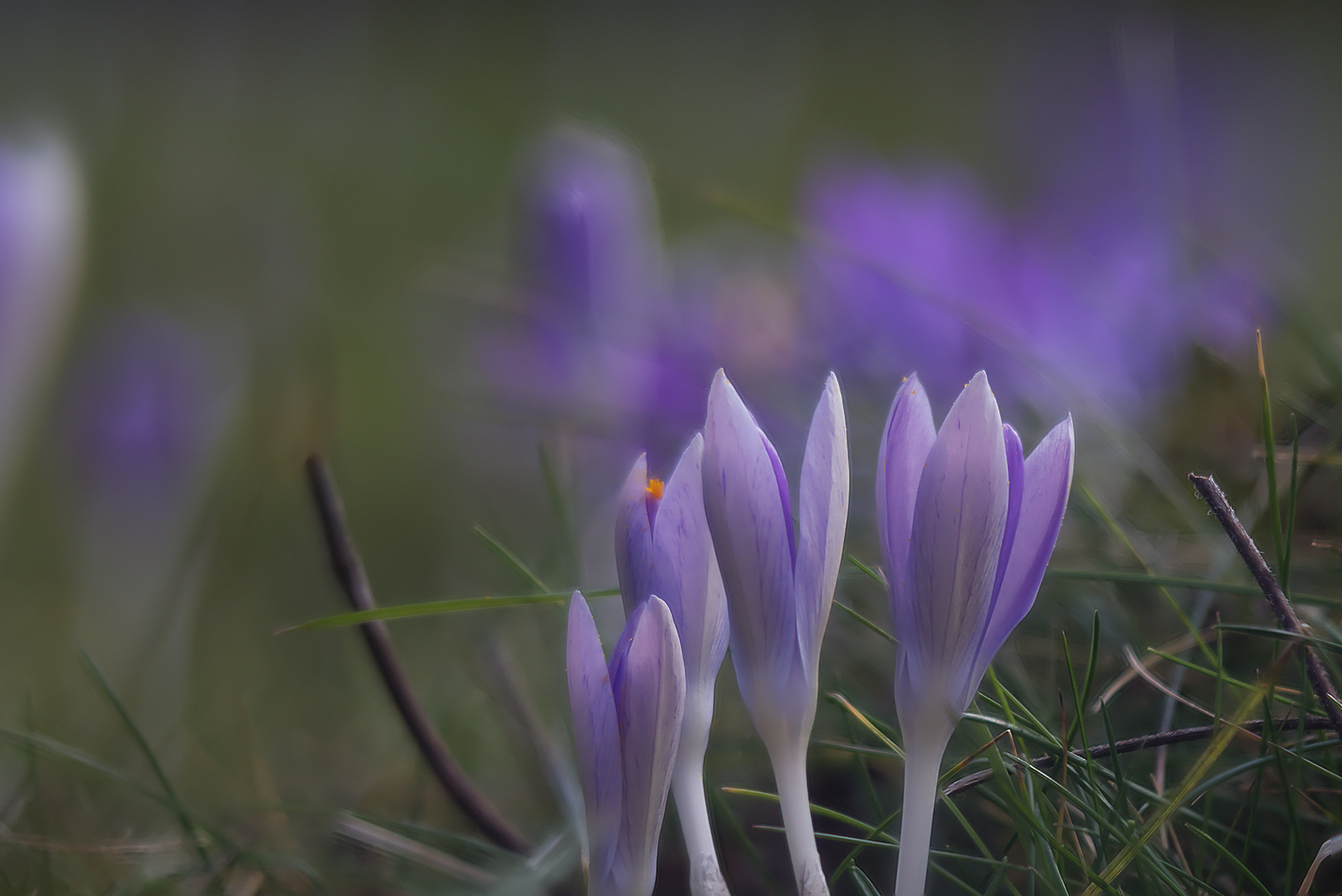 Frühling wird´s im Garten