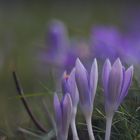 Frühling wird´s im Garten