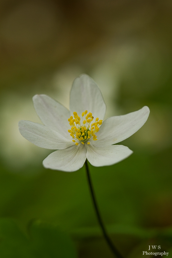 Frühling wird´s im Walde...