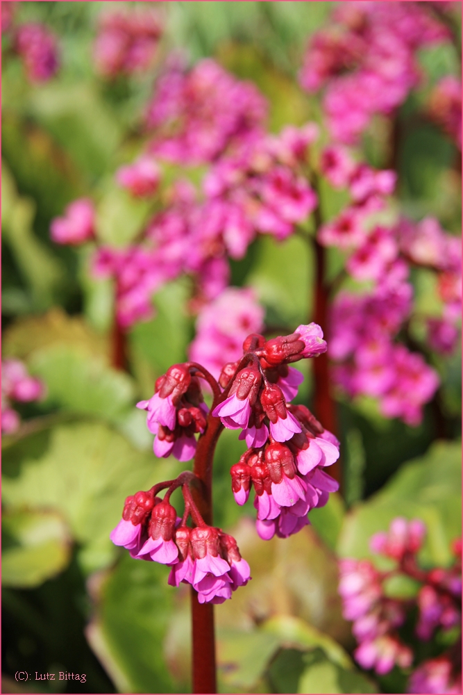 Frühling wo bist du?