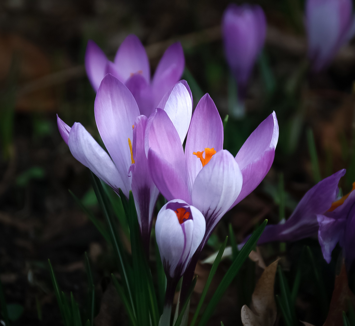 Frühling wo bist du?