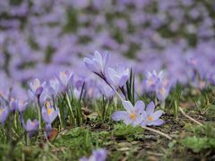 Frühling wo bist DU?????