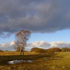 Frühling wo bist du?