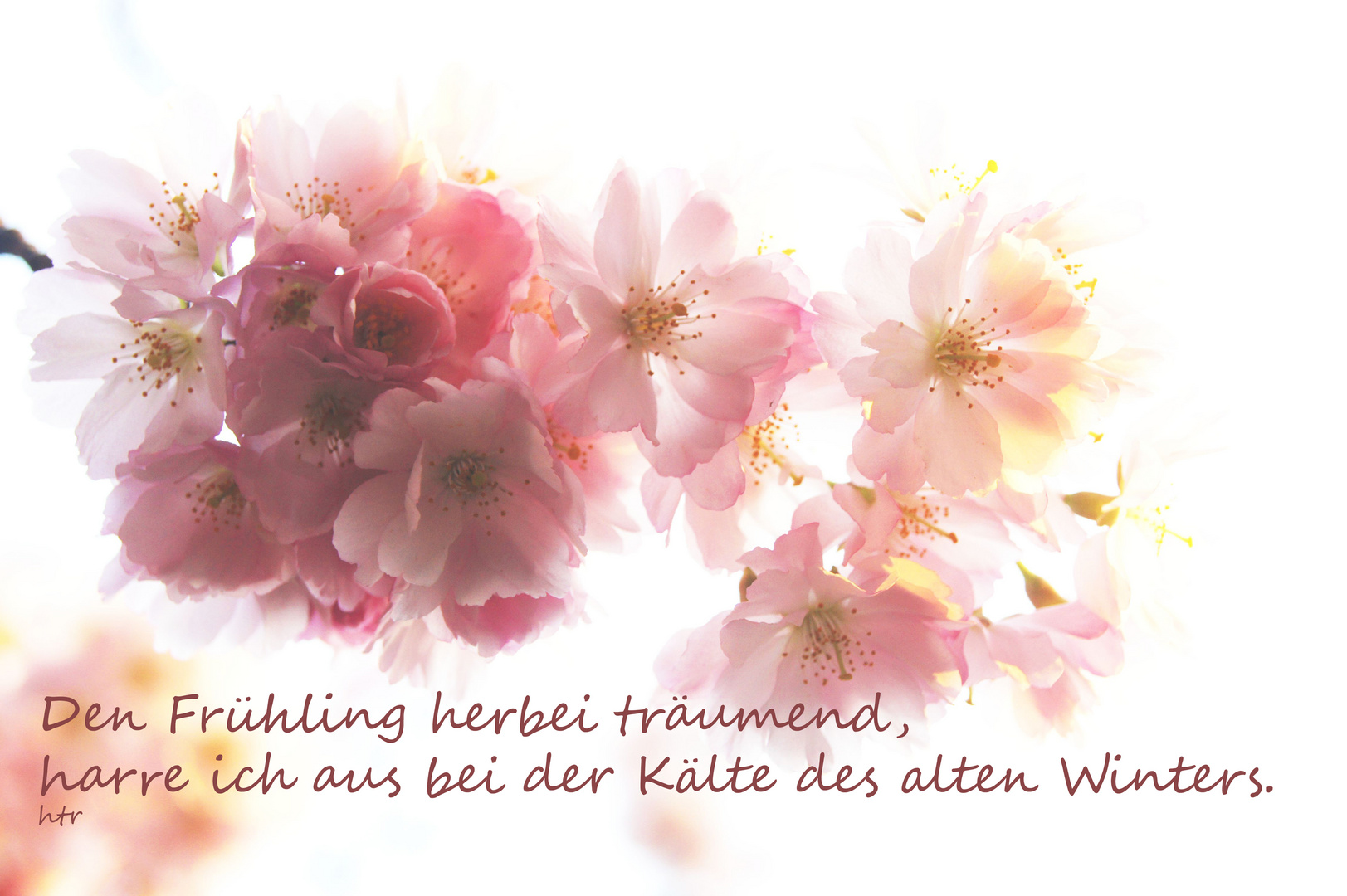 Fruhling Wo Bist Du Foto Bild Jahreszeiten Fruhling Gedanken Bilder Auf Fotocommunity