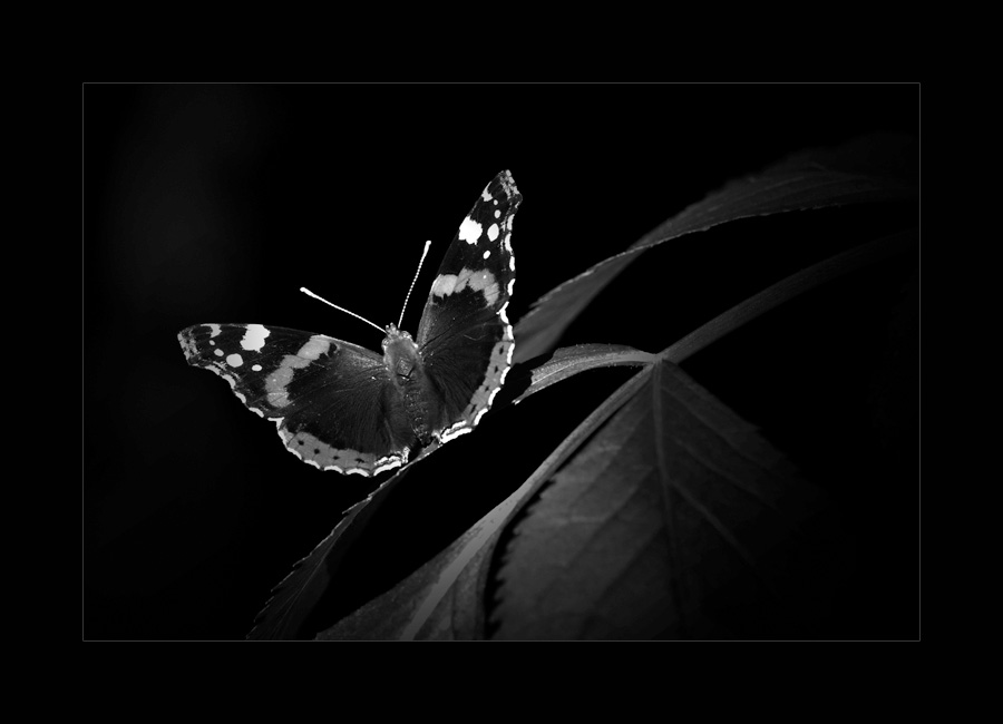 Fruhling Wo Bist Du Foto Bild Fotokunst Monochrome Fine Art Spezial Bilder Auf Fotocommunity