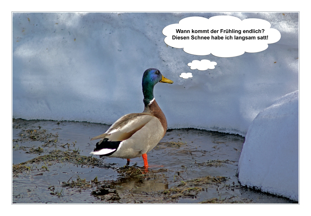 Fruhling Wo Bist Du Foto Bild Quatsch Fun Und Ratselecke Humorvolle Bilder Mit Texten Humor Bilder Auf Fotocommunity