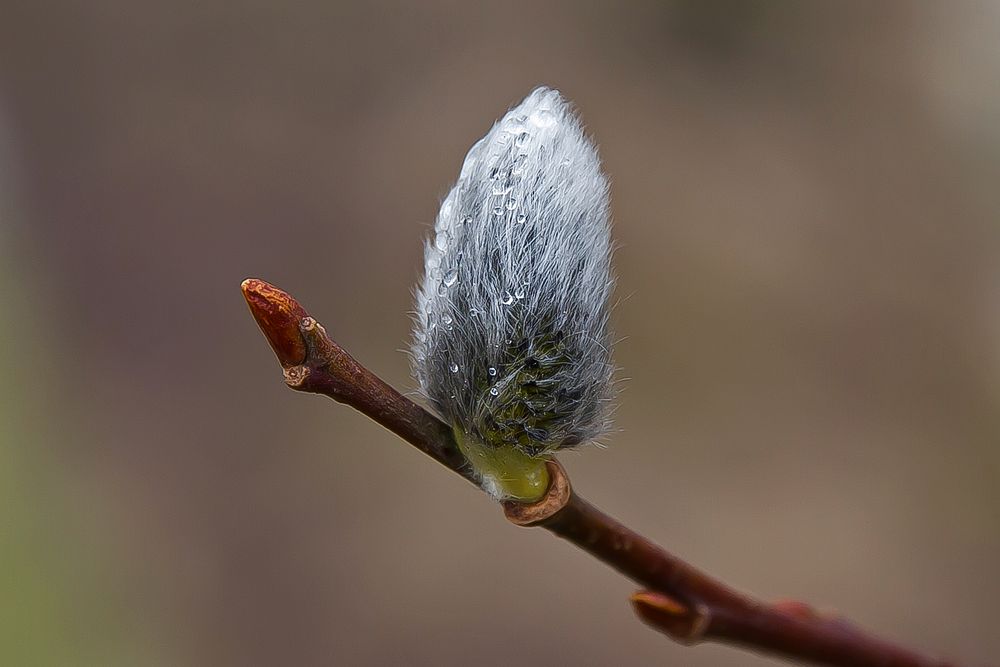 Frühling, wo bleibst Du?