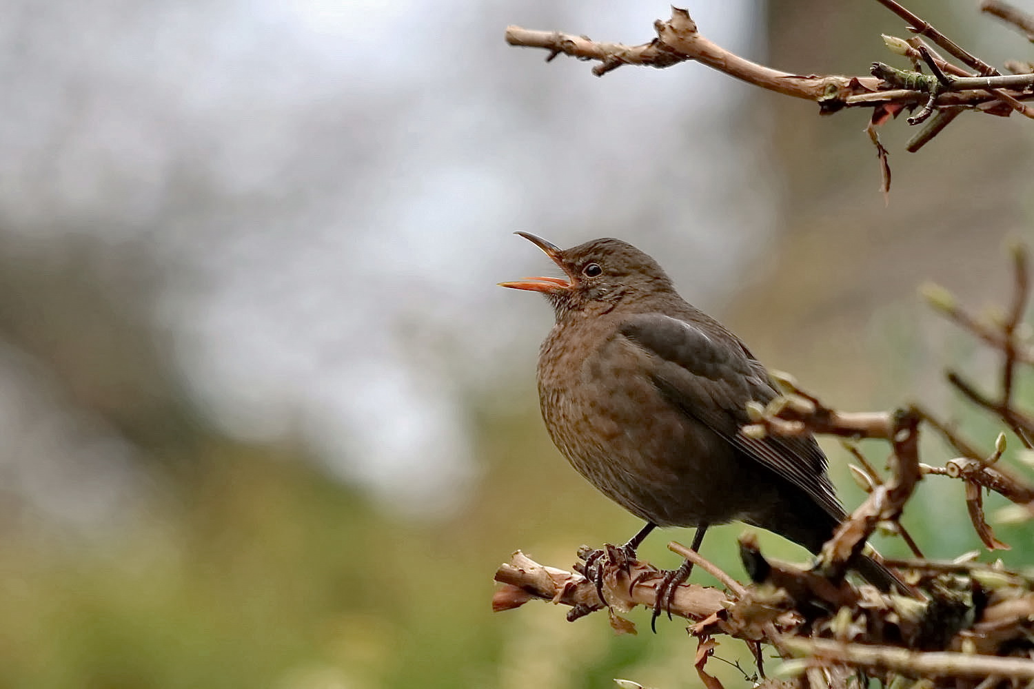 Frühling - wo bleibst du?