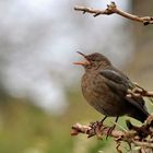 Frühling - wo bleibst du?