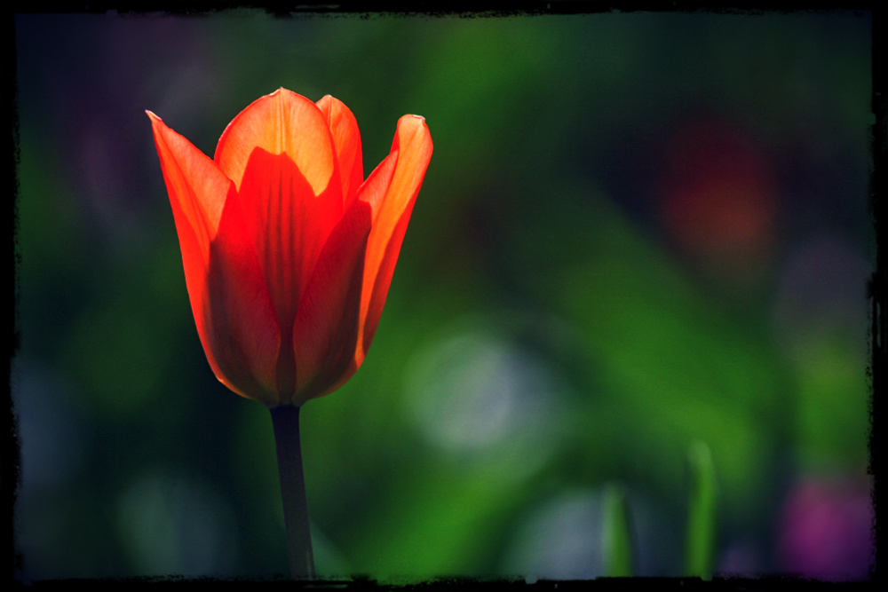 Frühling wo bleibst Du ?