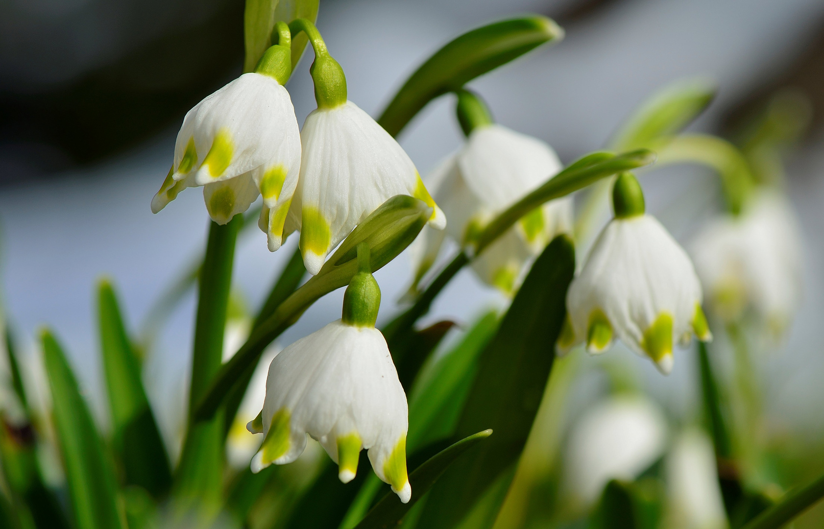 Frühling wo bleibst Du...