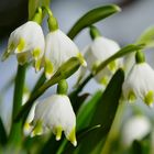 Frühling wo bleibst Du...