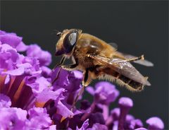 Frühling, wo bleibst du?