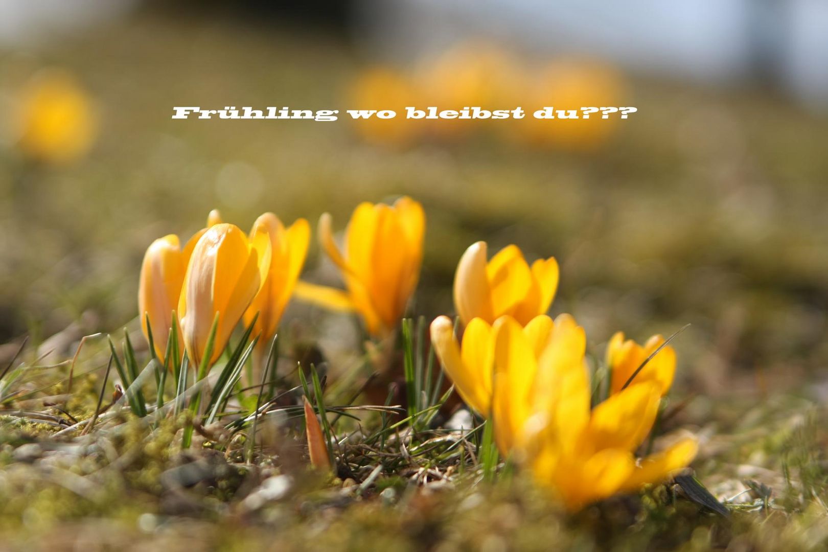 Frühling wo bleibst du?