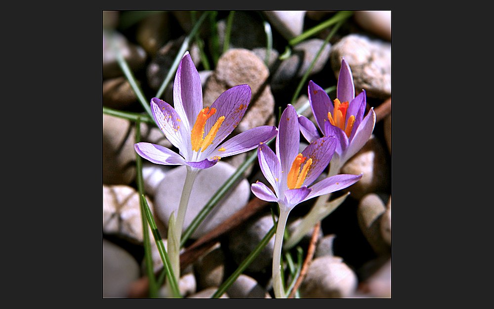 frühling wohin man schaut