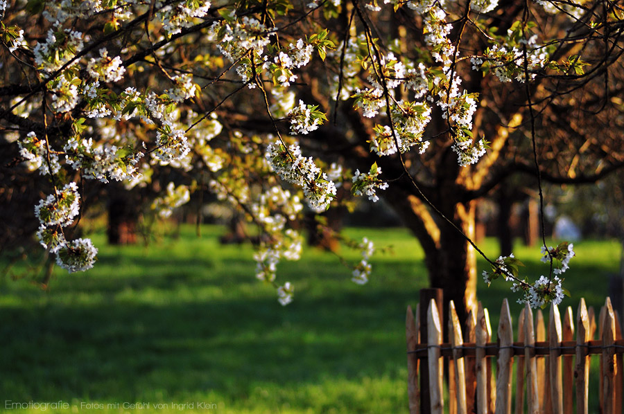 Frühling, wohin man schaut