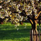 Frühling, wohin man schaut