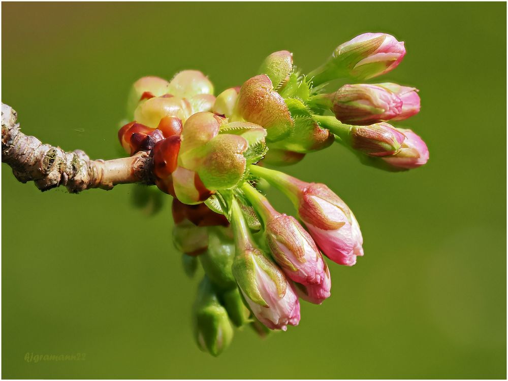 frühling xx ....