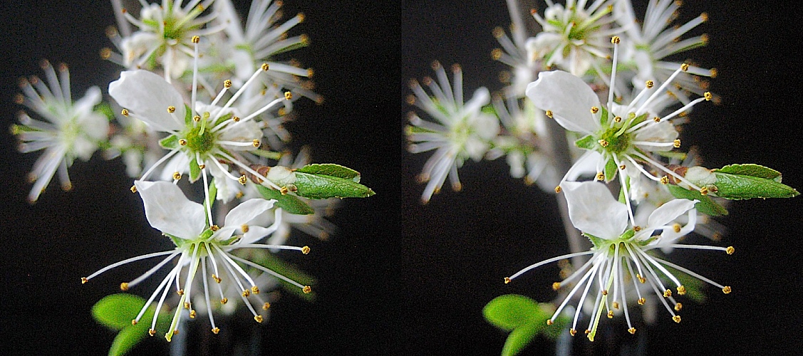 Frühling zeig dich