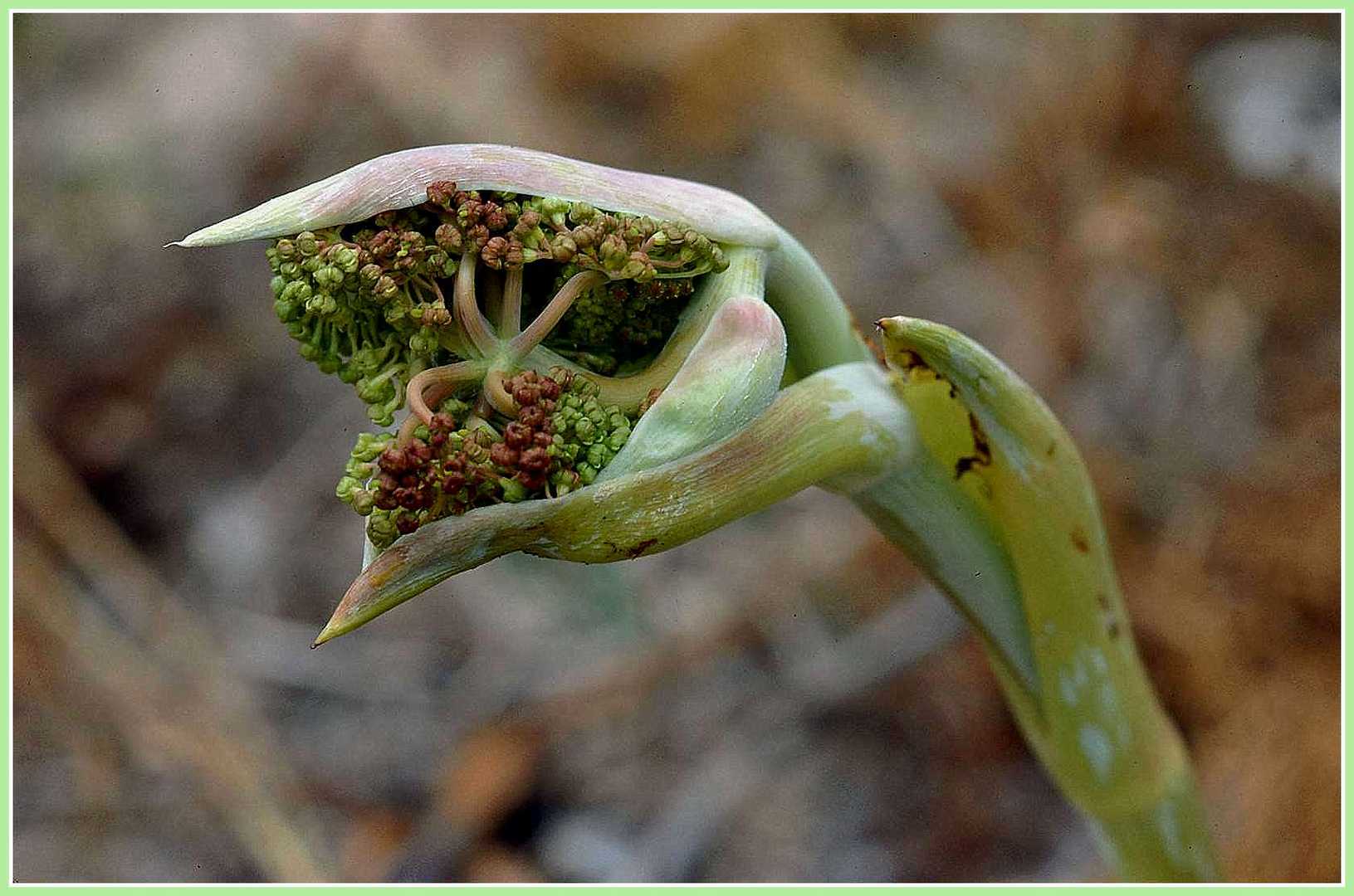 Frühling-Zeit der Entfaltung