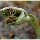 Frühling-Zeit der Entfaltung