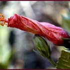 Frühling-Zeit der Entfaltung