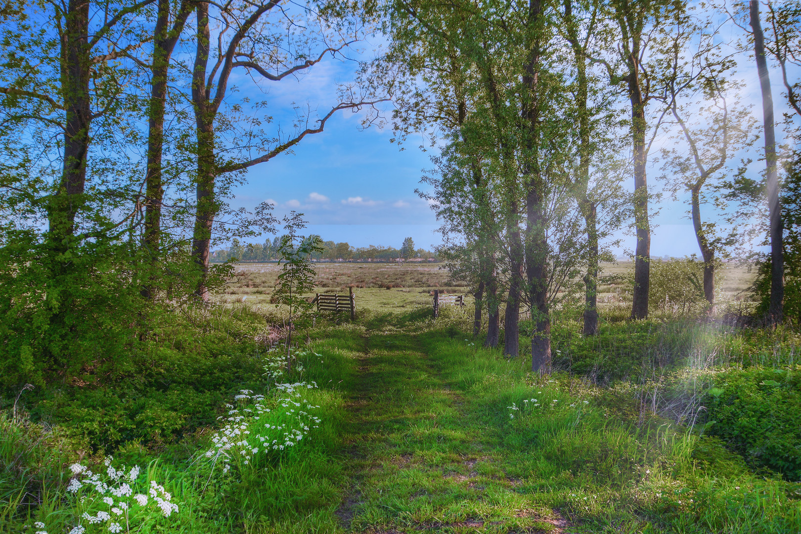 Frühling - Zeit des Wiesenkerbels