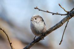 Frühling - Zeit für den Nestbau bei den Schwanzmeisen (Aegithalos caudatus)