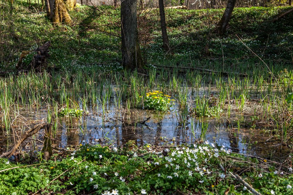 Frühling , Zeit für Muse