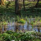 Frühling , Zeit für Muse