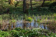 Frühling , Zeit für Muse