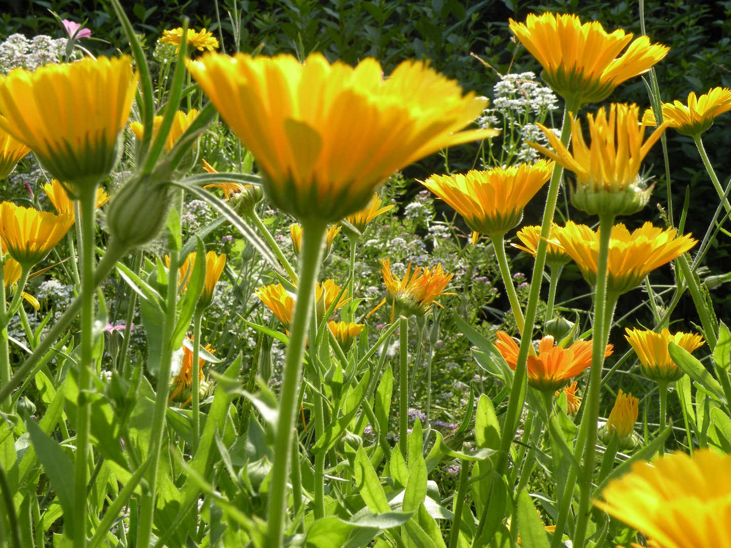 Frühling zu Hause