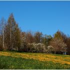 Frühling zu Hause