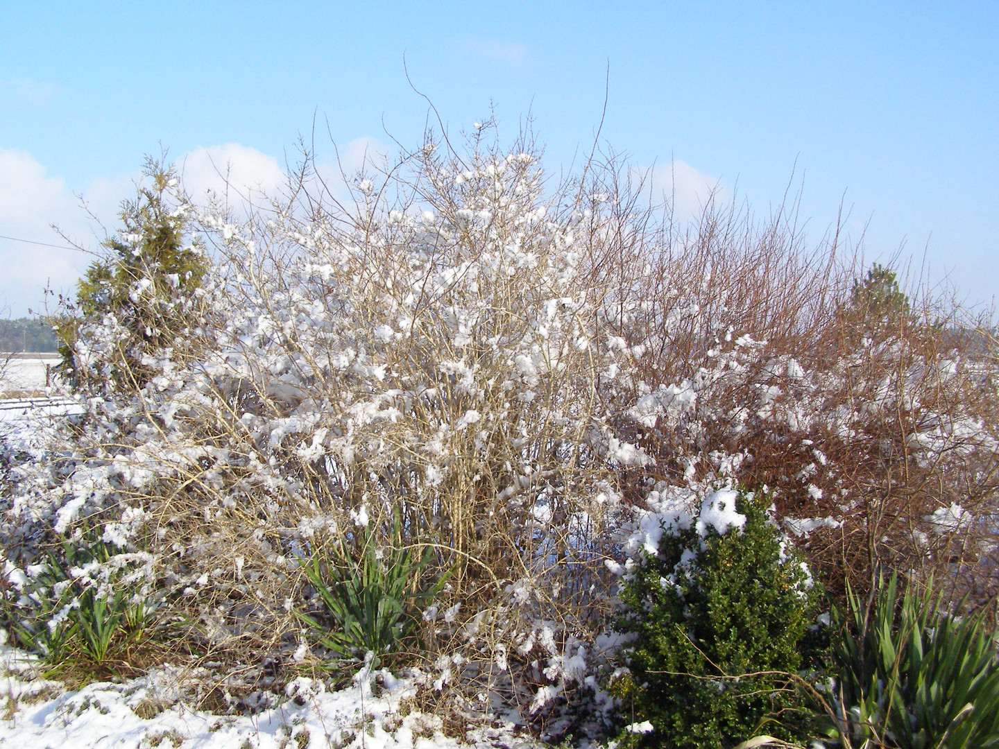 Frühling- Zuckerwatte