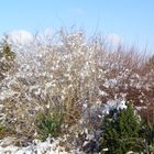 Frühling- Zuckerwatte