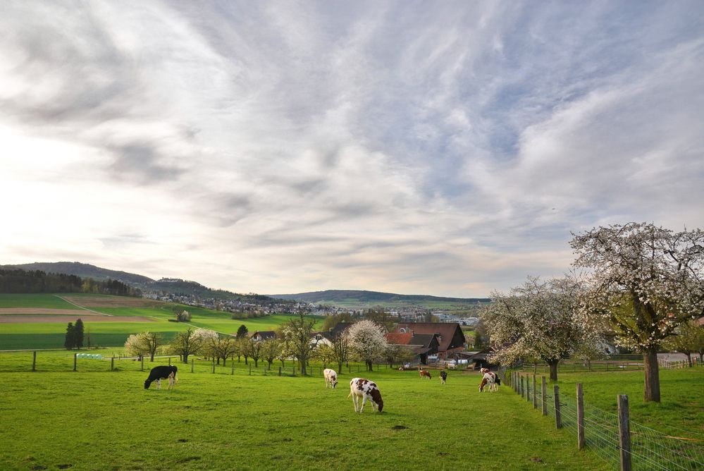 Frühling zuhause