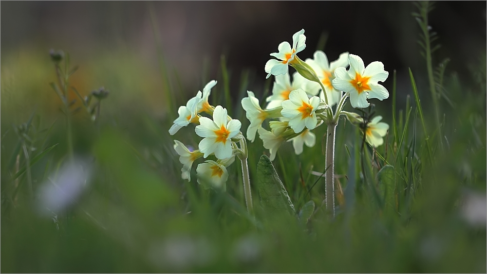 Frühling zuHause