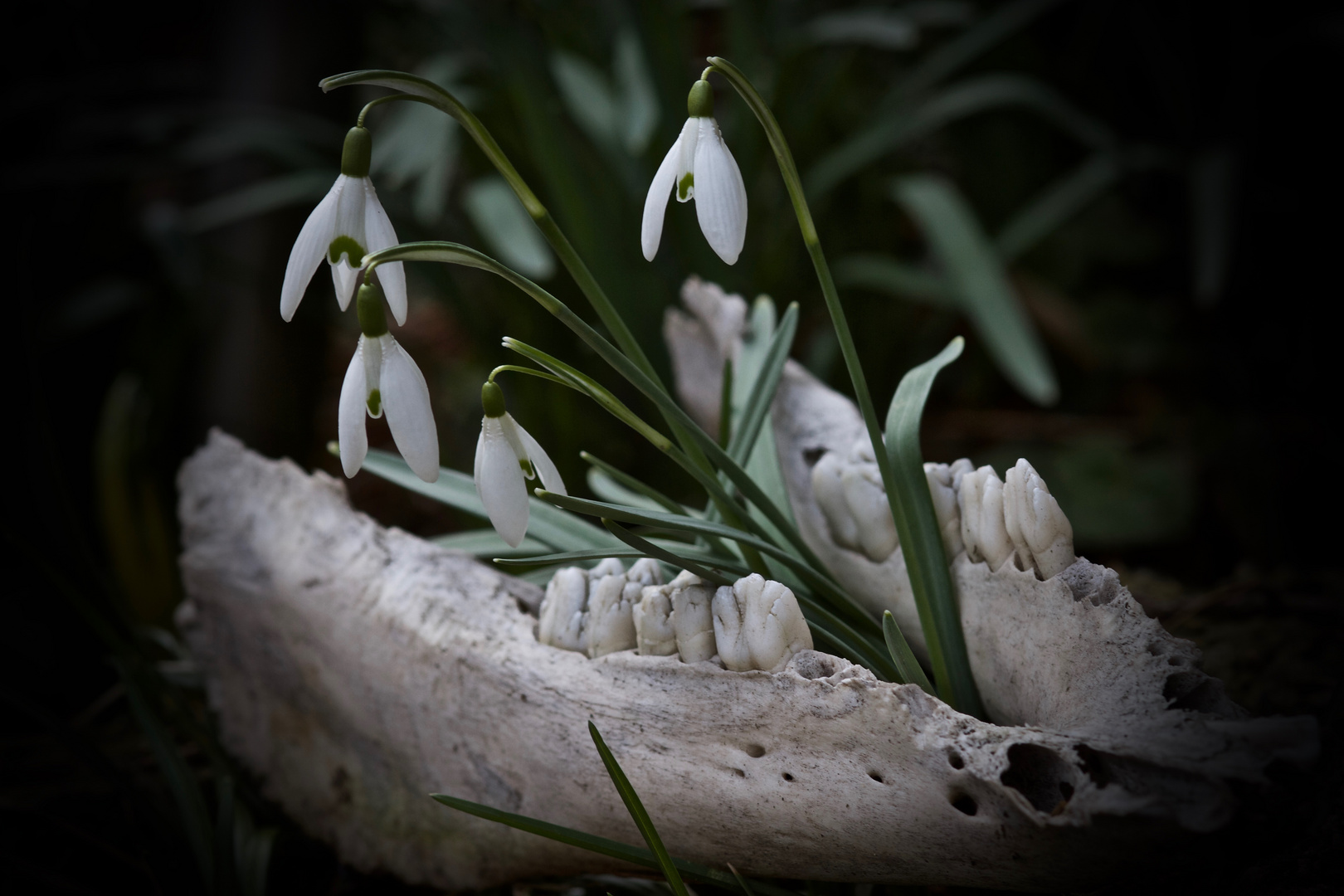  Frühling, zum Fressen gern