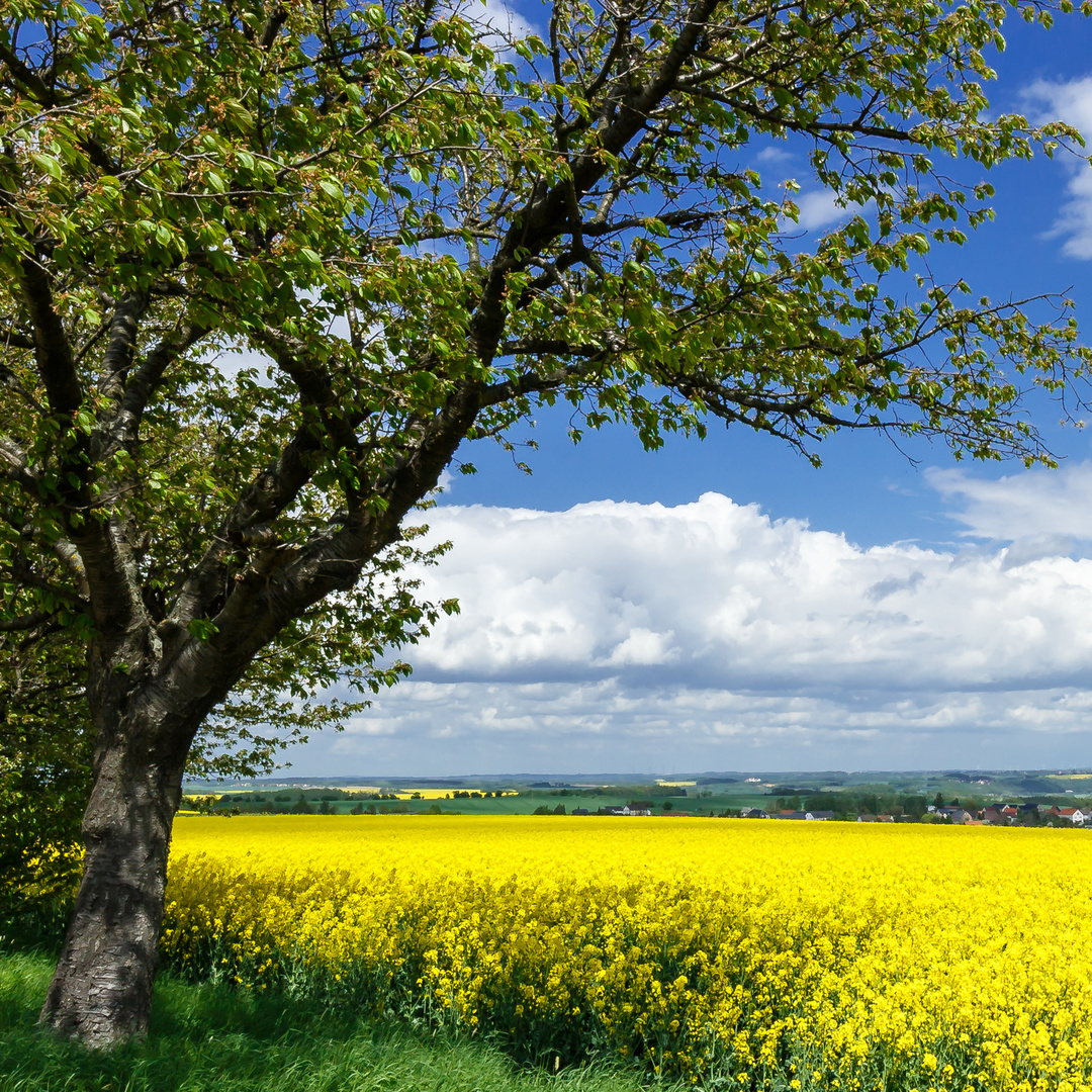 Frühling zum genießen ...