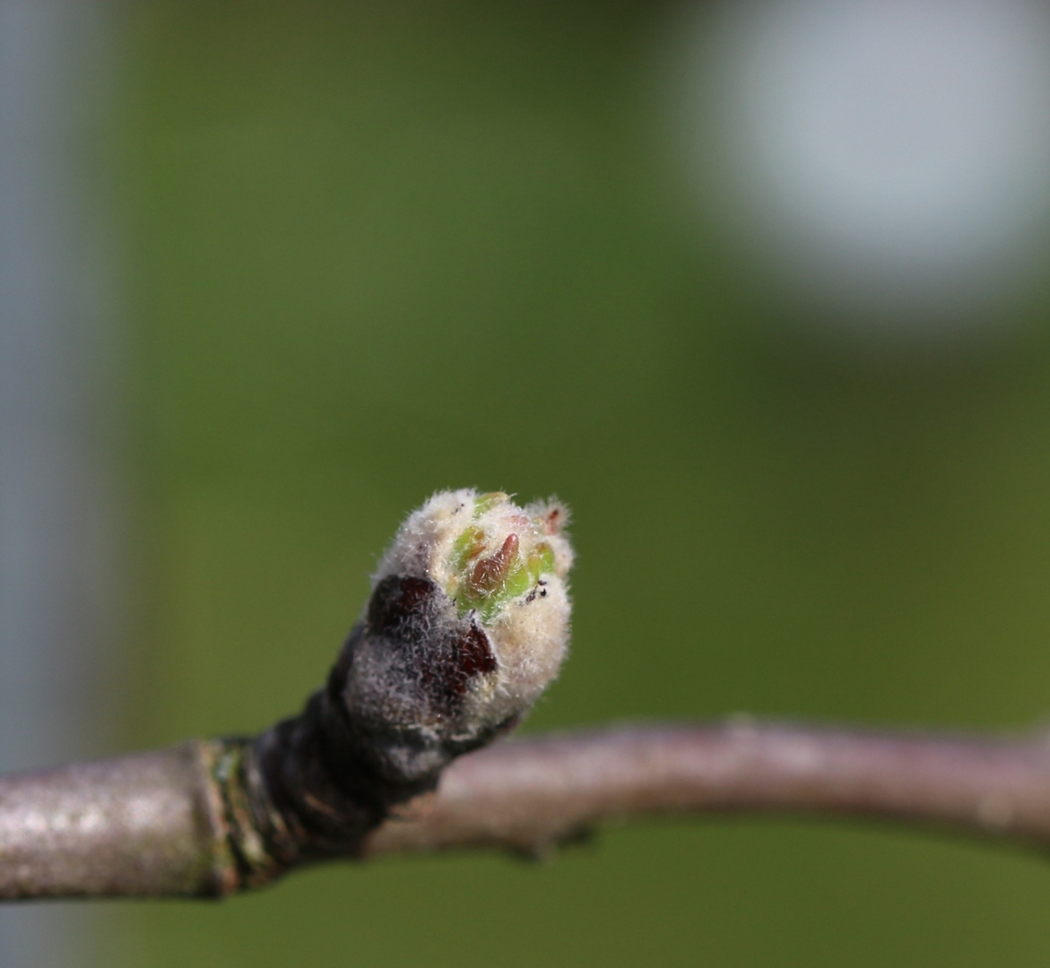 Frühling zum Üben