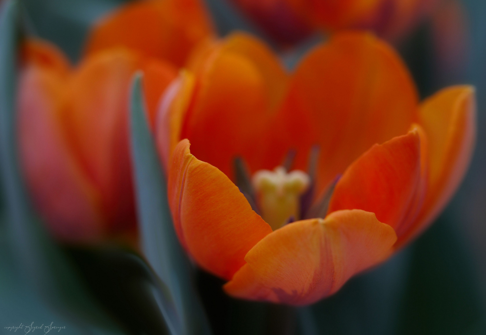 Frühling zur Coronazeit 