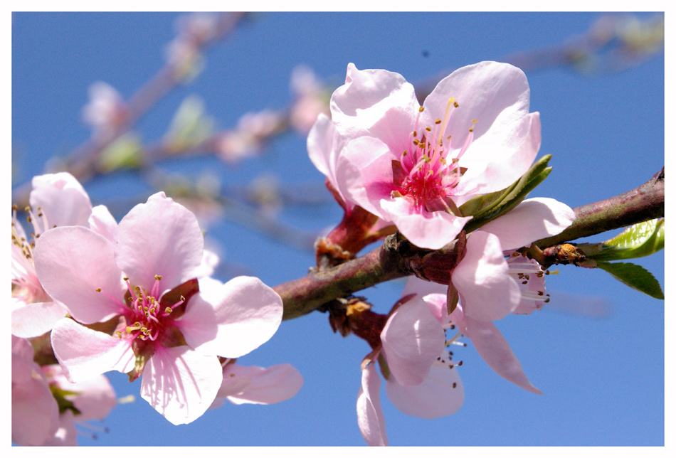 ...frühling, zwei...