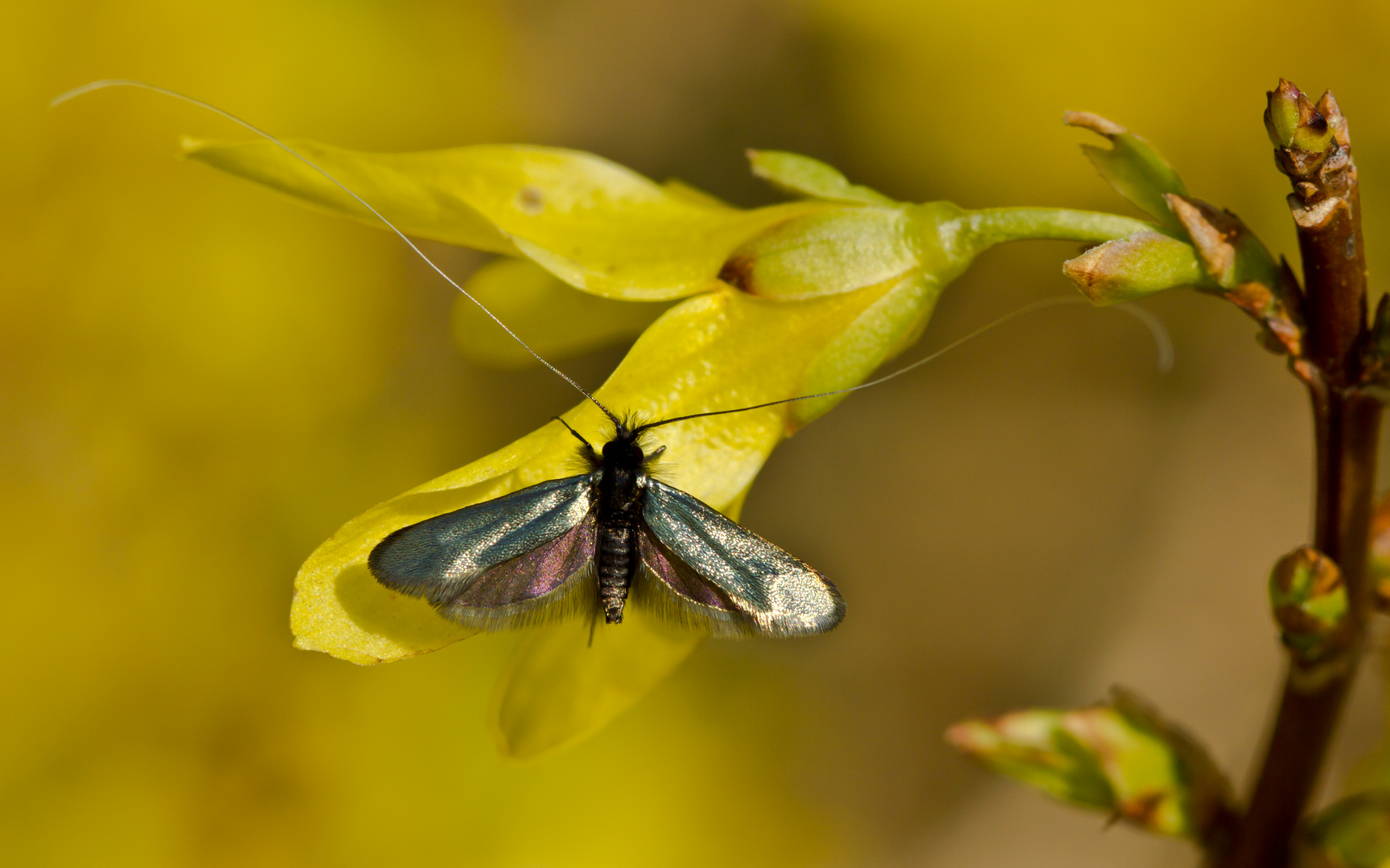 Frühling1