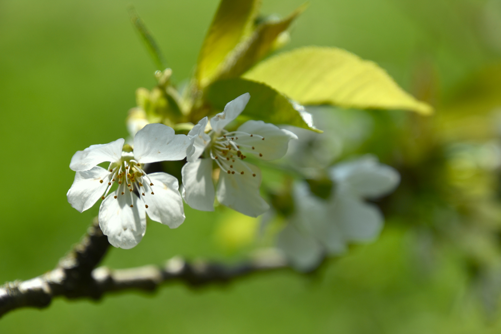 Frühling_1