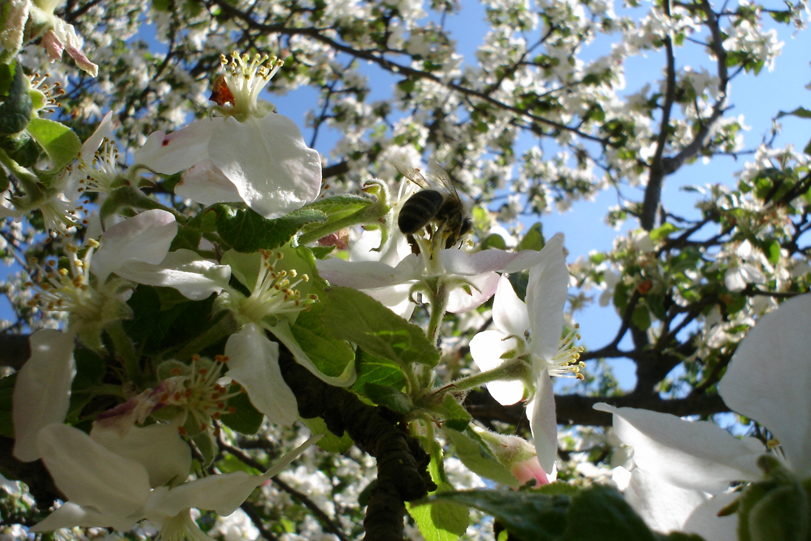 Frühling1