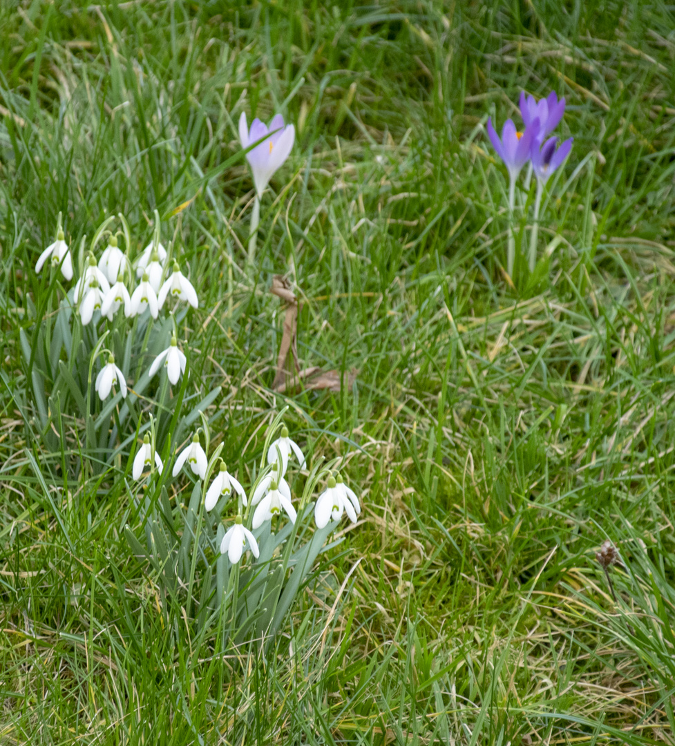 frühling1