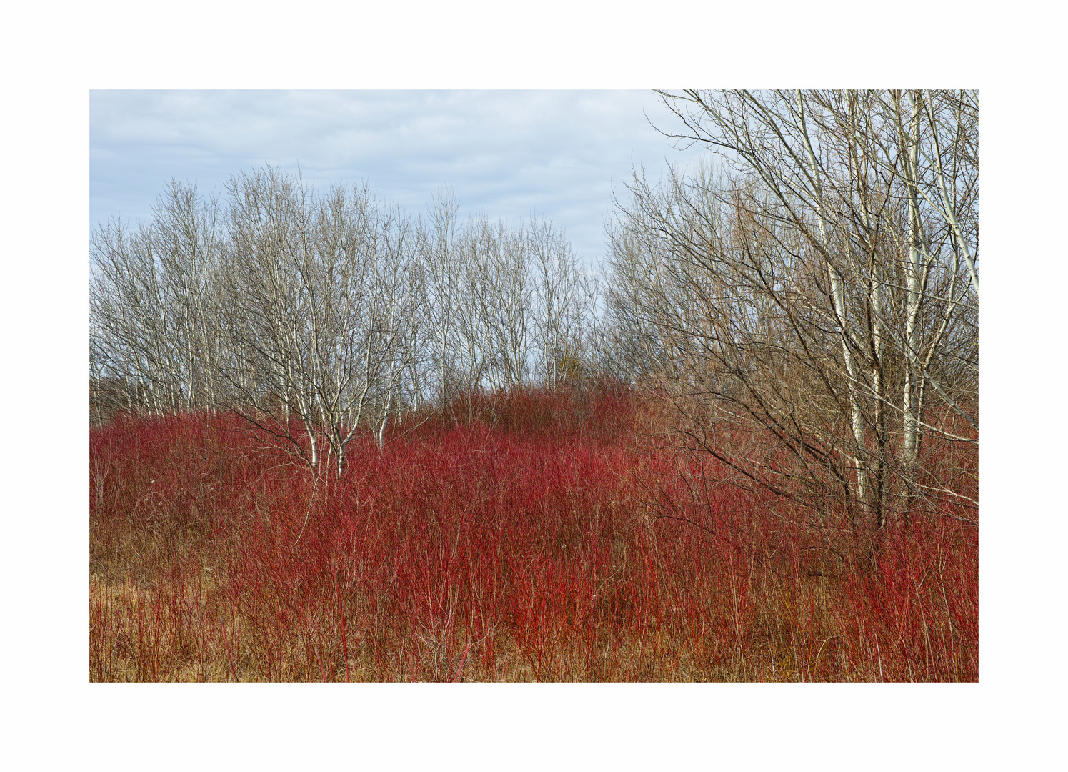 Frühling1