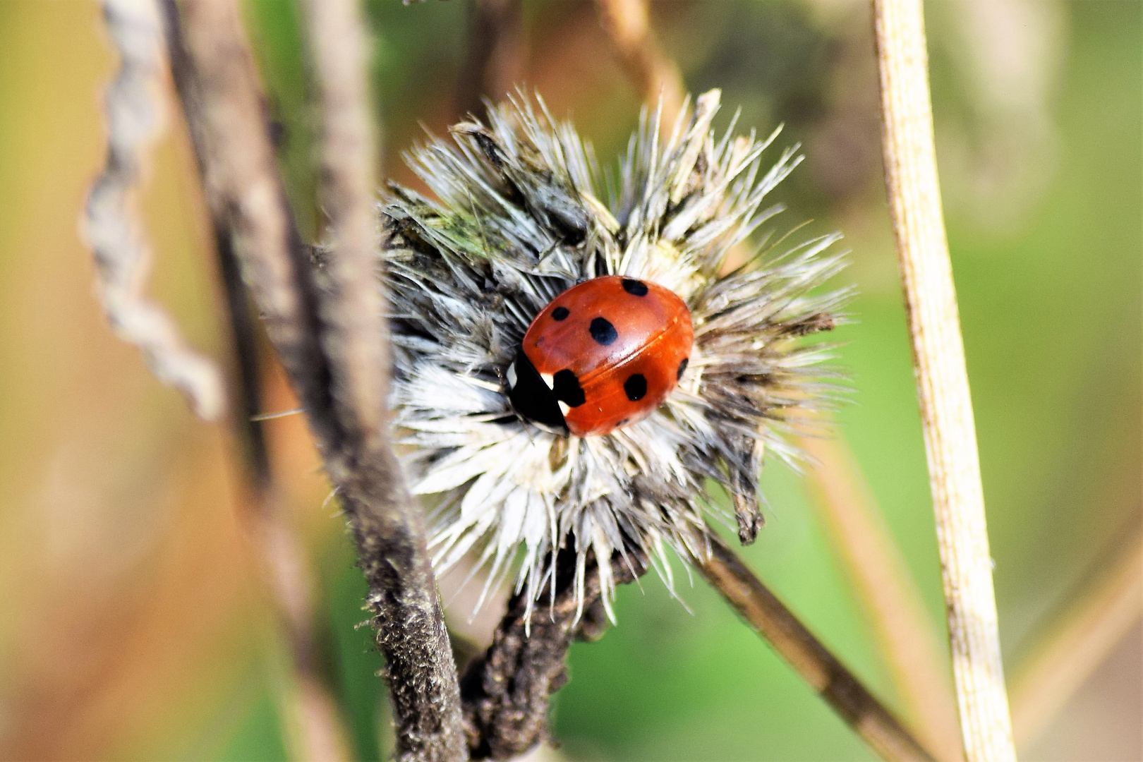32+ Der Frühling Und Seine Insekten Im Heimischen Garten, Mit den