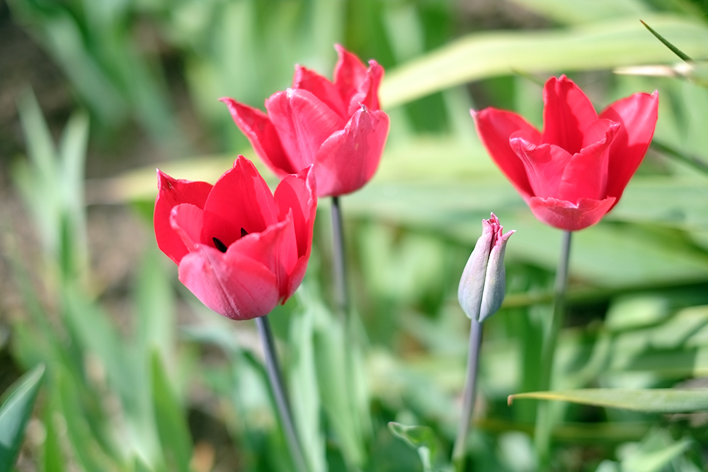 Frühling_2015_04